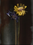 AB 17