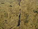 Drowning log