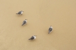 beach_birds-large