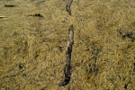 Drowning log